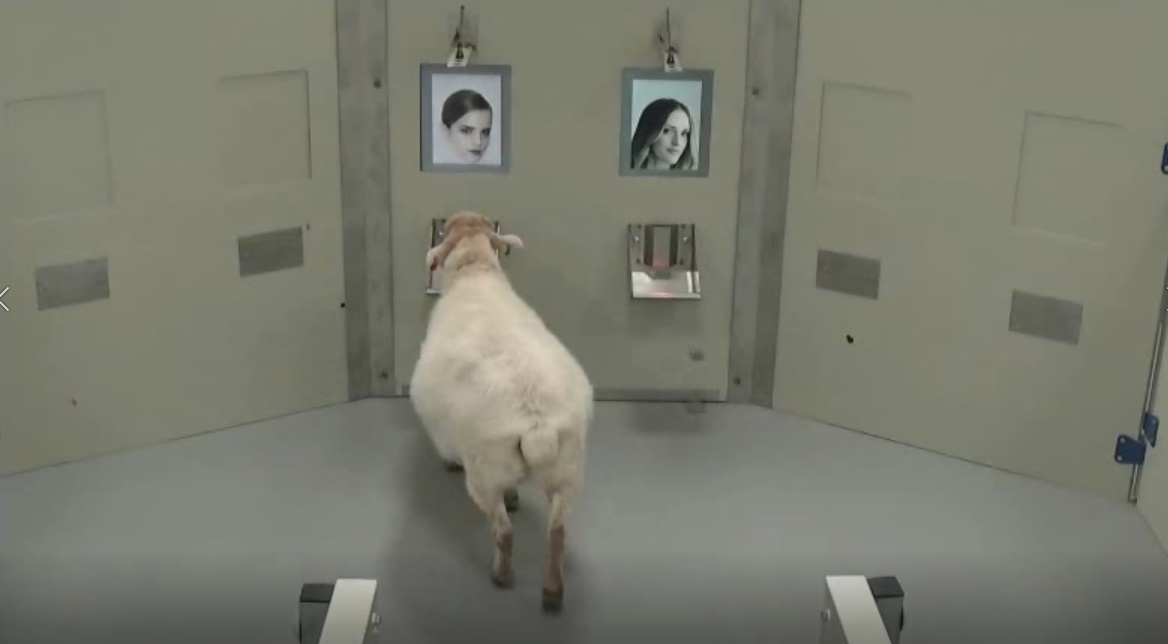 Sheep learn to recognize human faces from photographs - Different angles's image