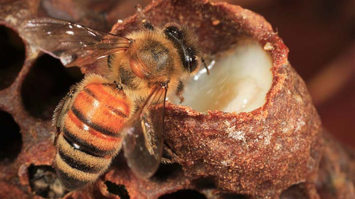 To Bee or not to Bee: shared immunity through food's image