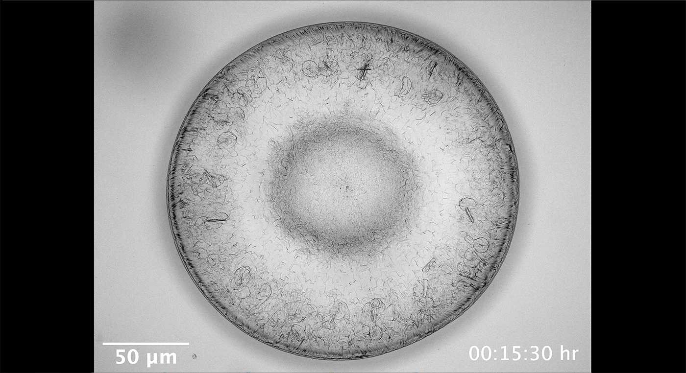 10 Crystal formation in a drying droplet of surfactant solution by Sepideh Khodaparast (Imperial)'s image